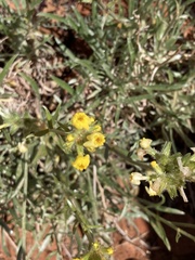 Oreocarya confertiflora