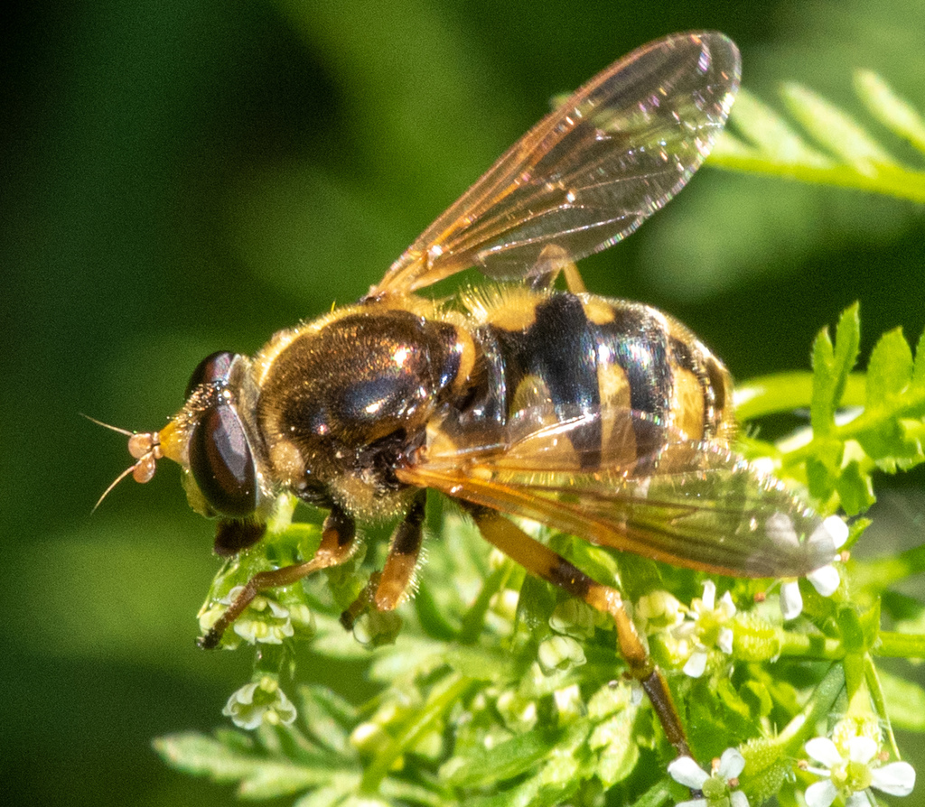 Yellow-legged Wood Fly