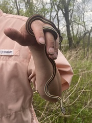 Thamnophis proximus