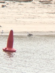 Larus fuscus