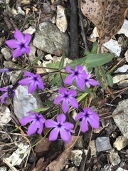 Phlox glaberrima