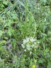 Zigadenus
