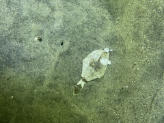 Pleuronichthys verticalis