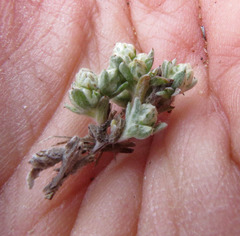 Stylocline gnaphaloides