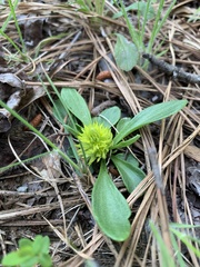 Polygala nana