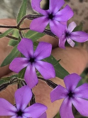 Phlox glaberrima