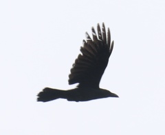 Corvus macrorhynchos