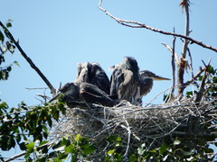 Ardea herodias