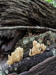 Artomyces pyxidatus