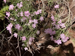 Phlox austromontana