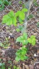 Toxicodendron diversilobum