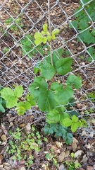 Toxicodendron diversilobum