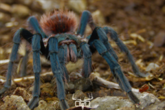 Aphonopelma mooreae