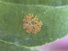 Cephaleuros virescens