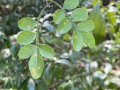 Cephaleuros virescens