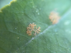 Cephaleuros virescens