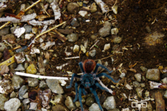 Aphonopelma mooreae