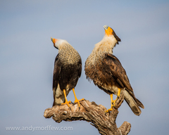 Southern Caracara photo 5