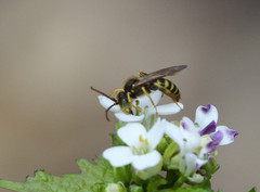 Nomada luteoloides