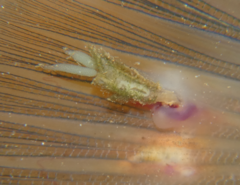 Lernaeidae