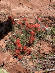 Castilleja scabrida