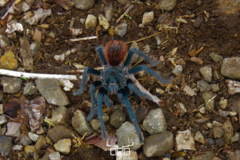 Aphonopelma mooreae