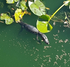 Alligator mississippiensis