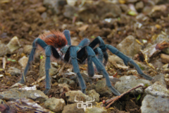 Aphonopelma mooreae