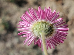 Erigeron tracyi