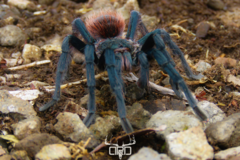 Aphonopelma mooreae