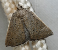 Authaemon stenonipha