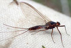 Leptophlebia cupida