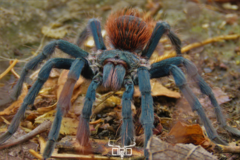 Aphonopelma mooreae