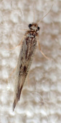 Agraylea multipunctata