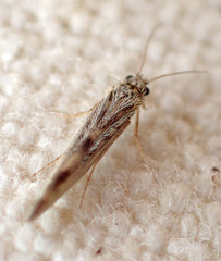 Agraylea multipunctata