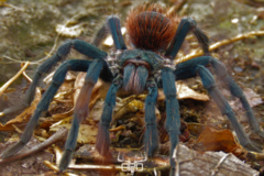 Aphonopelma mooreae