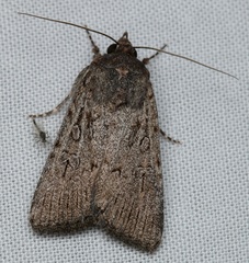 Ectopatria mundoides