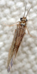 Agraylea multipunctata