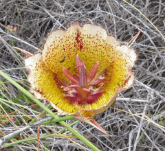 Calochortus weedii intermedius