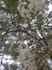 Robinia pseudoacacia
