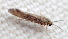 Agraylea multipunctata