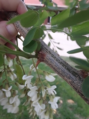 Robinia pseudoacacia