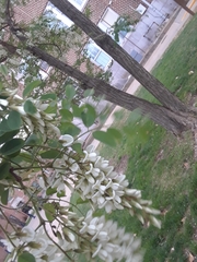 Robinia pseudoacacia