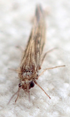 Agraylea multipunctata