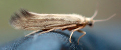 Agraylea multipunctata