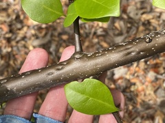 Pisonia aculeata image