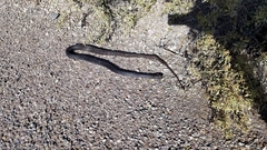 Masticophis flagellum cingulum