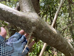 Pisonia aculeata image