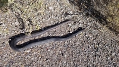 Masticophis flagellum cingulum