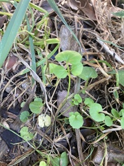 Viola banksii